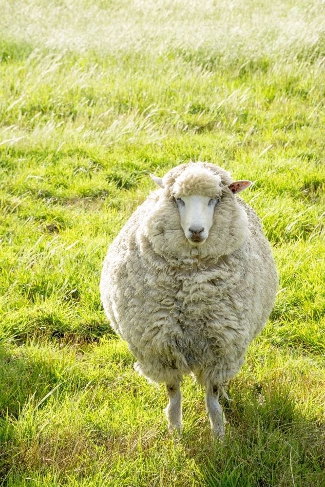 Image of A single woolly sheep in a farm paddock - Austockphoto