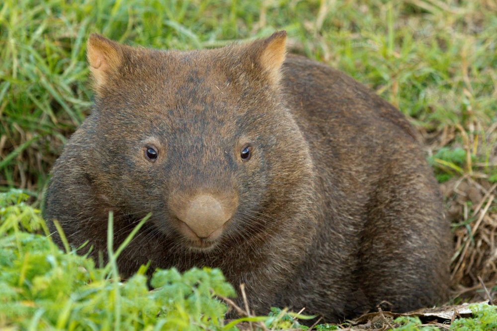 A sleepy Bare-nosed wombat emerging from its burrow tunnel. - Australian Stock Image