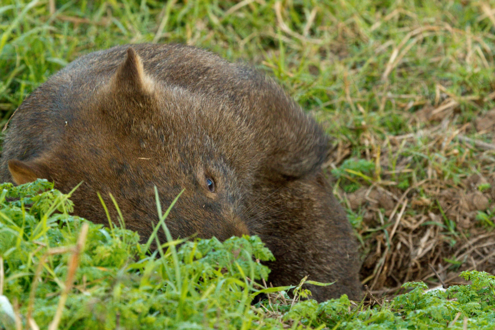 A sleepy Bare-nosed wombat scratching its back. - Australian Stock Image