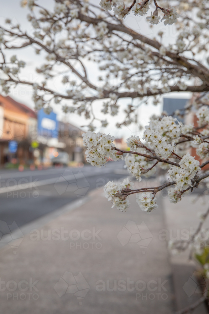 A small country town streetscape looking through spring blossoms - Australian Stock Image
