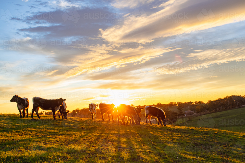 a small herd of speckled cattle backlit by the morning sun - Australian Stock Image