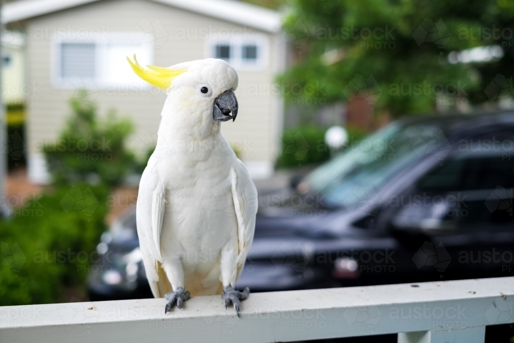 a smiling cockatoo on a porch - Australian Stock Image