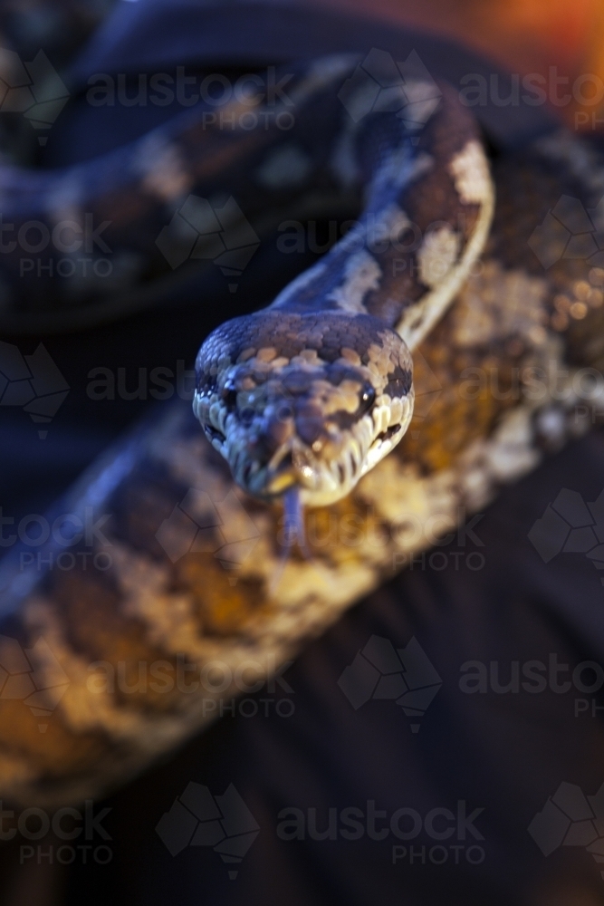 A snake, with tongue out, looking directly at camera - Australian Stock Image