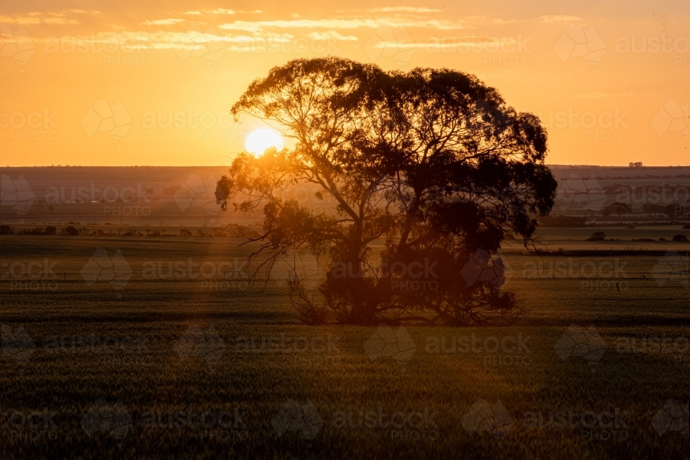 A solitary tree stands prominently under the sunset sky. - Australian Stock Image