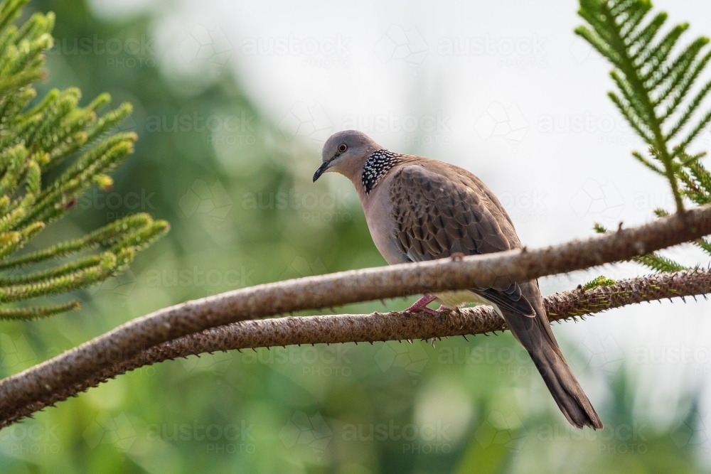 A Spotted dove sitting on the branch of a tree - Australian Stock Image