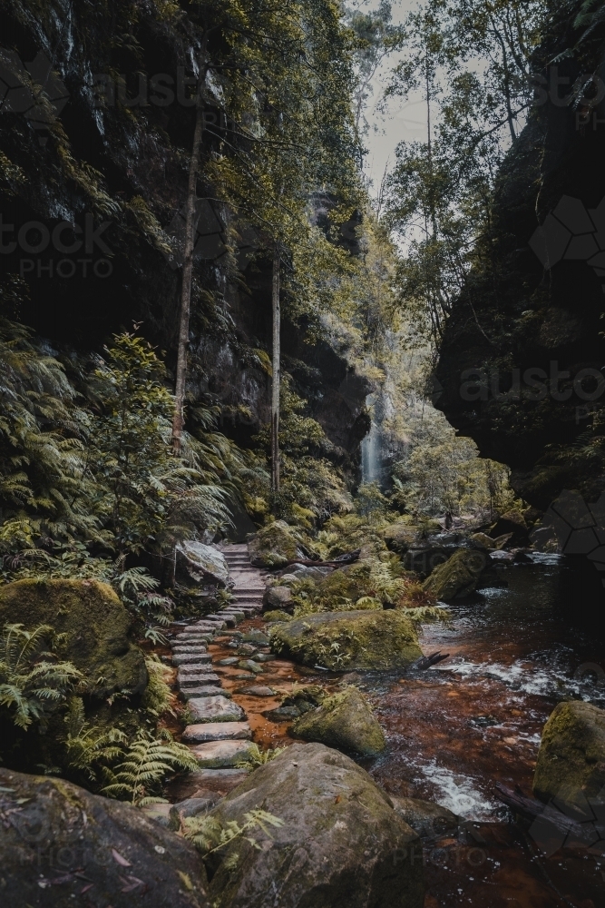 A stone path winding through the lush rainforest on the Grand Canyon Walking Track - Australian Stock Image