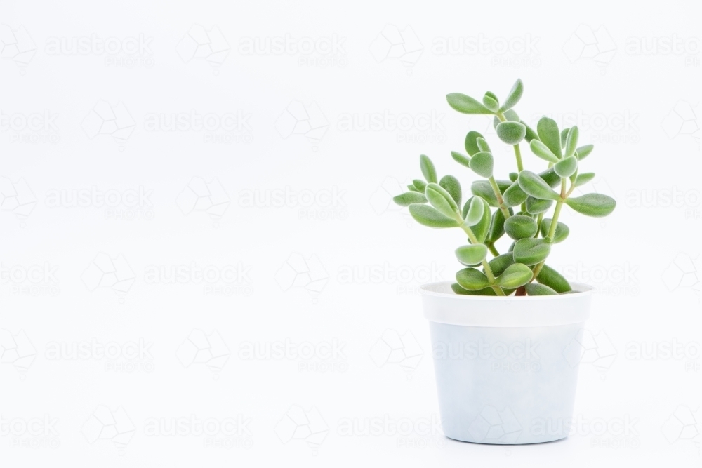 A succulent plant on a white background - Australian Stock Image