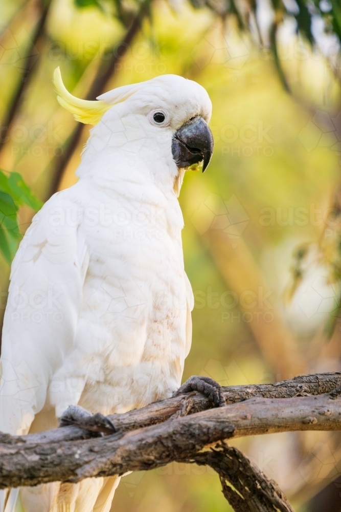 A Sulphur Crested Cockatoo sitting on a branch - Australian Stock Image