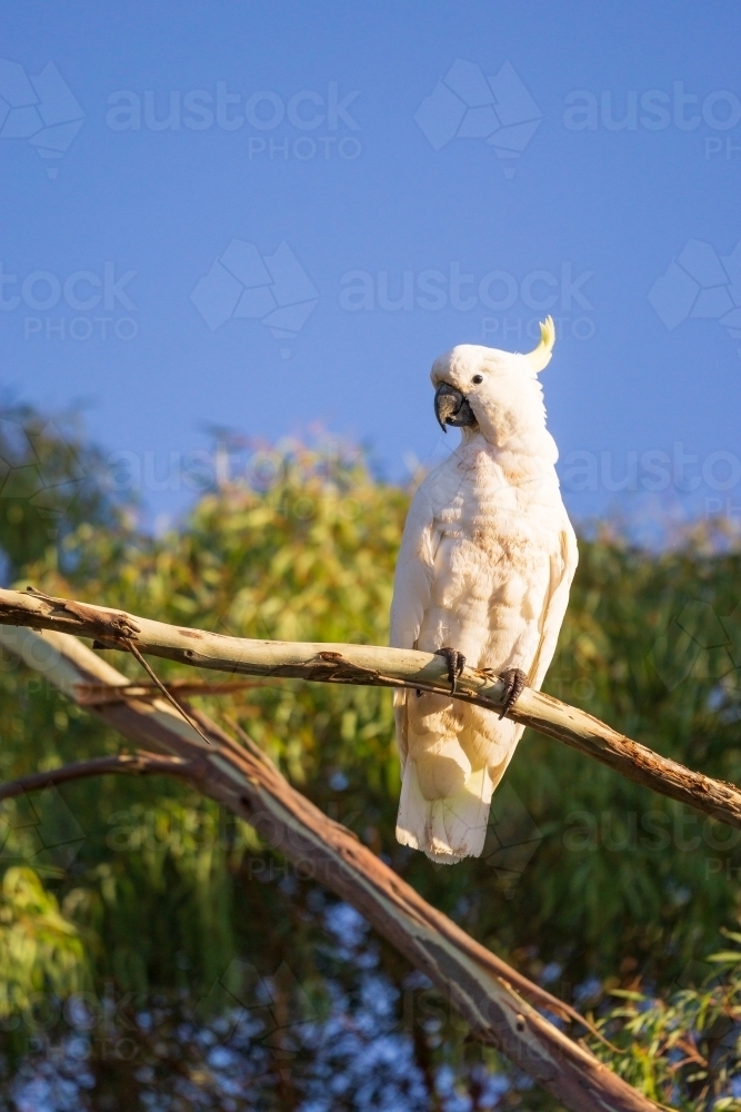 A Sulphur Crested Cockatoo sitting on an exposed branch of a gum tree with blue sky behind - Australian Stock Image