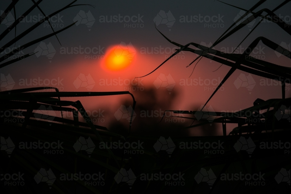 A sun like a glowing orb during sunset creating a silhouette of leaves - Australian Stock Image