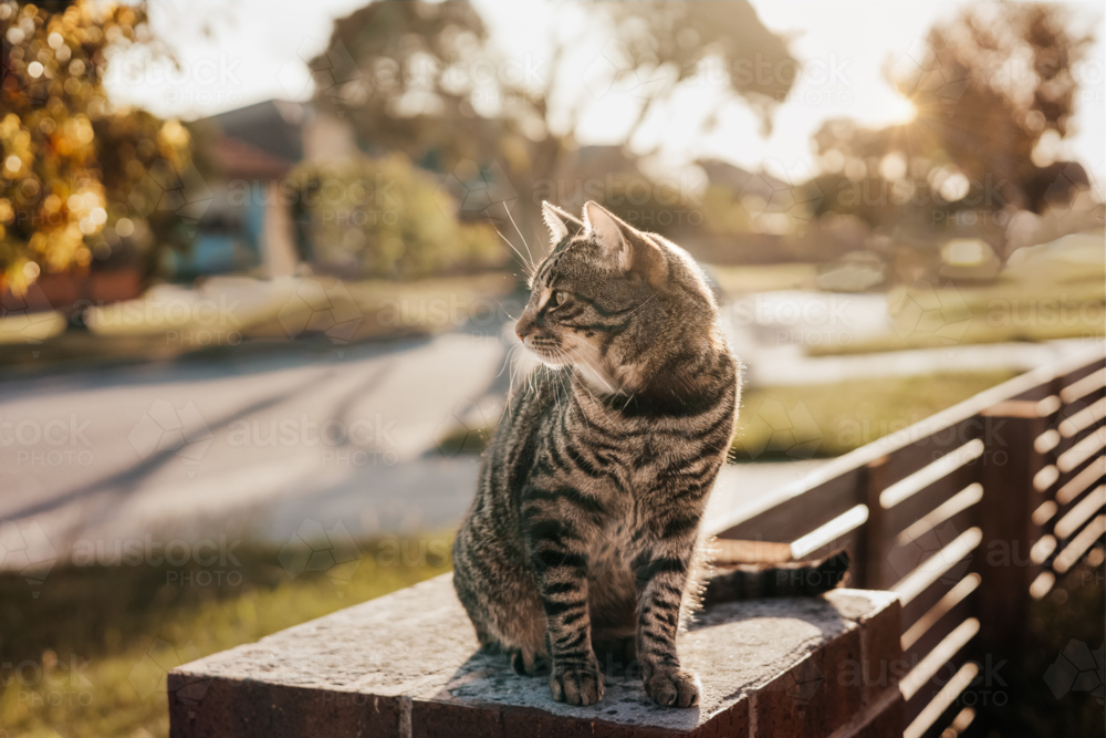 A tabby cat sitting on a fence and watching the road during sunset - Australian Stock Image