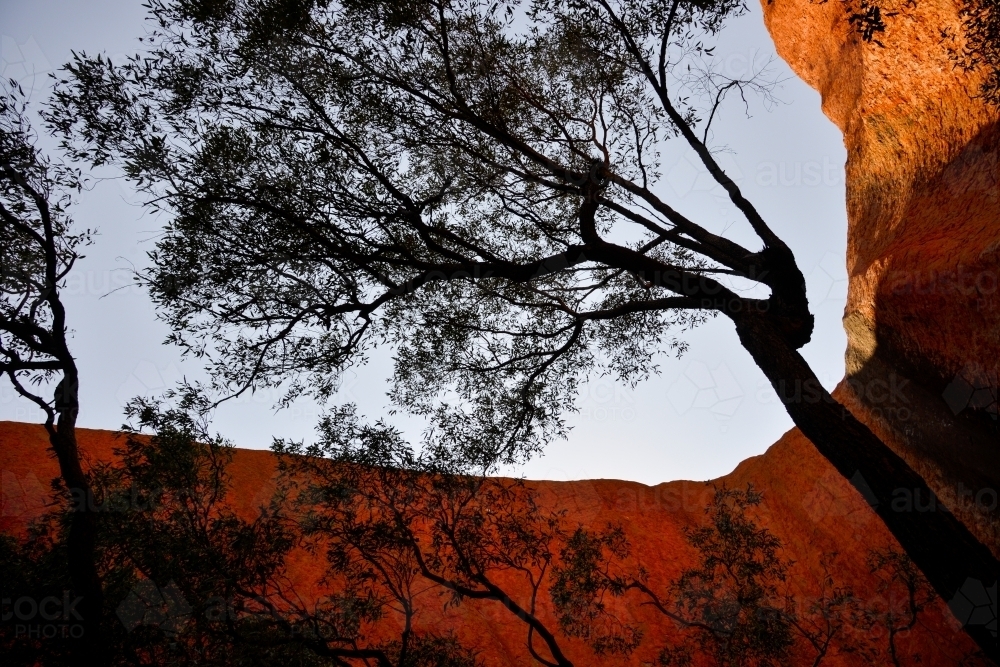 A tall dark gum tree is shaded in a canyon made of red earth - Australian Stock Image