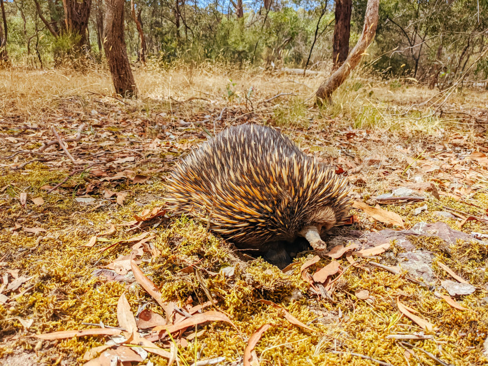 A tame echidna walks and looks for food in Plenty Gorge in Melbourne, Australia - Australian Stock Image
