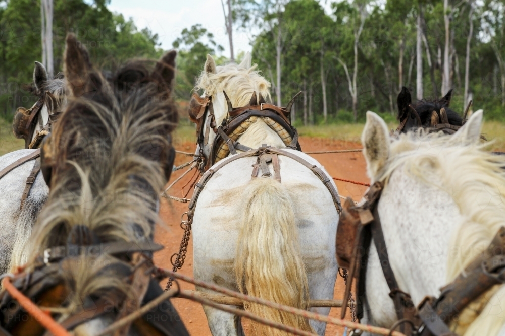 A team of five horses harnessed together pulling a cart. - Australian Stock Image