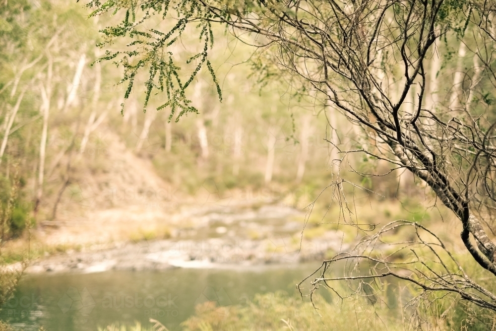 a thin tree branch in focus, with a calm stream and forest in the background - Australian Stock Image