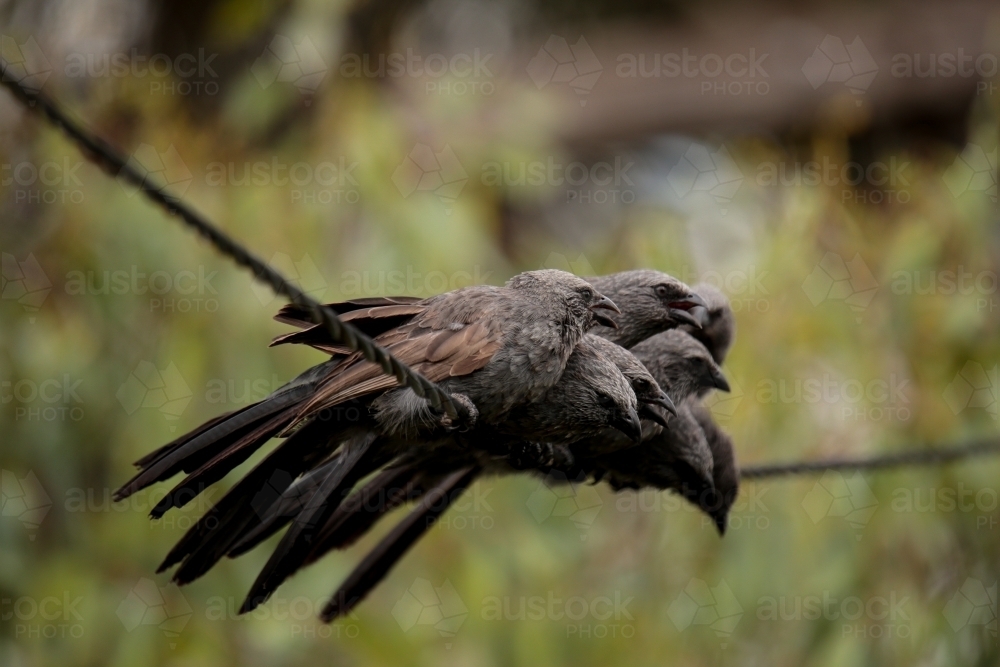 A tight-nit family of native Australian Apostle Birds huddled together in a group on a powerline. - Australian Stock Image