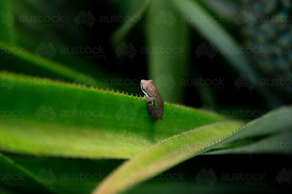 A tiny frog sitting on leaf - Australian Stock Image