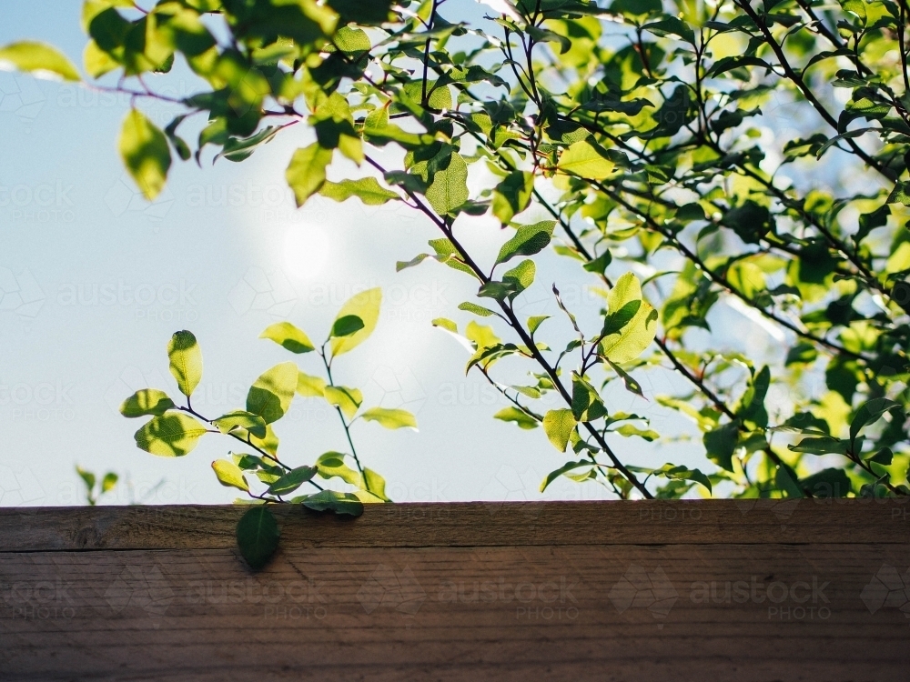 A tree growing over a fence - Australian Stock Image