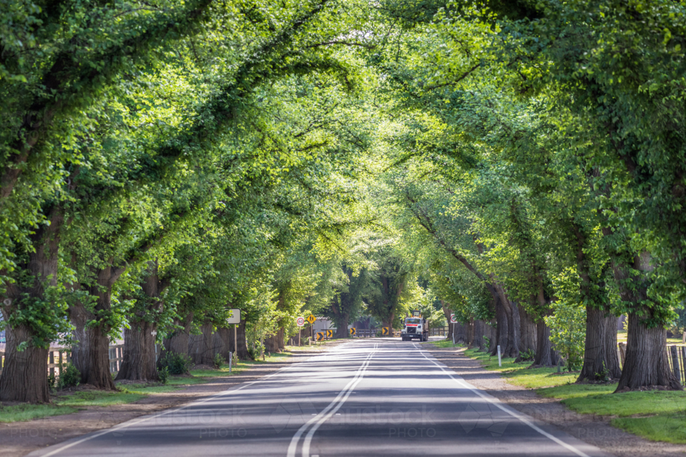 A tree-lined street with branches that forms a natural arch over the road. - Australian Stock Image