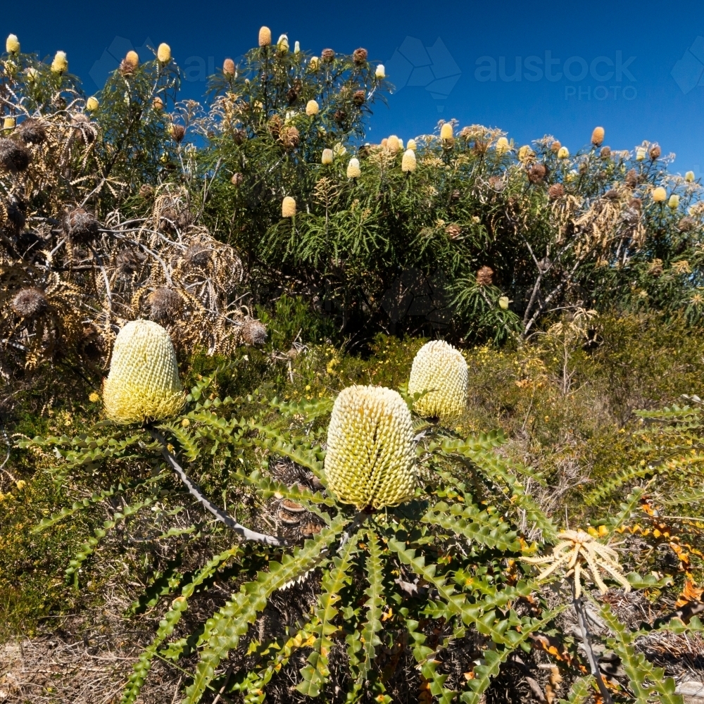 A trio of banksia flowers with other banksias blurred in the background and a blue sky - Australian Stock Image