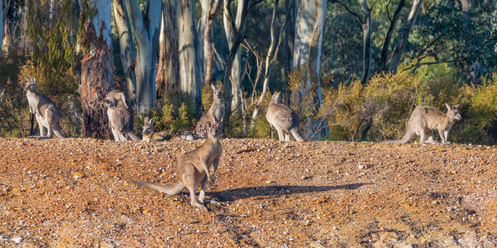 A troop of Eastern Grey Kangaroos sitting on an embankment along the forest tree line - Australian Stock Image