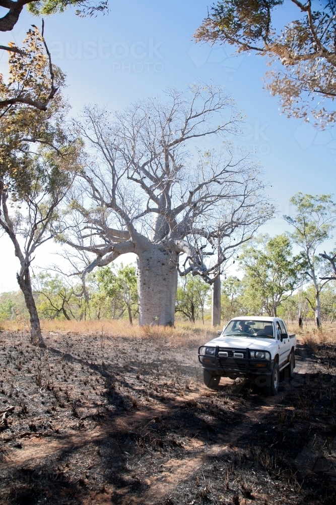 A ute driving along a dirt road in the outback - Australian Stock Image