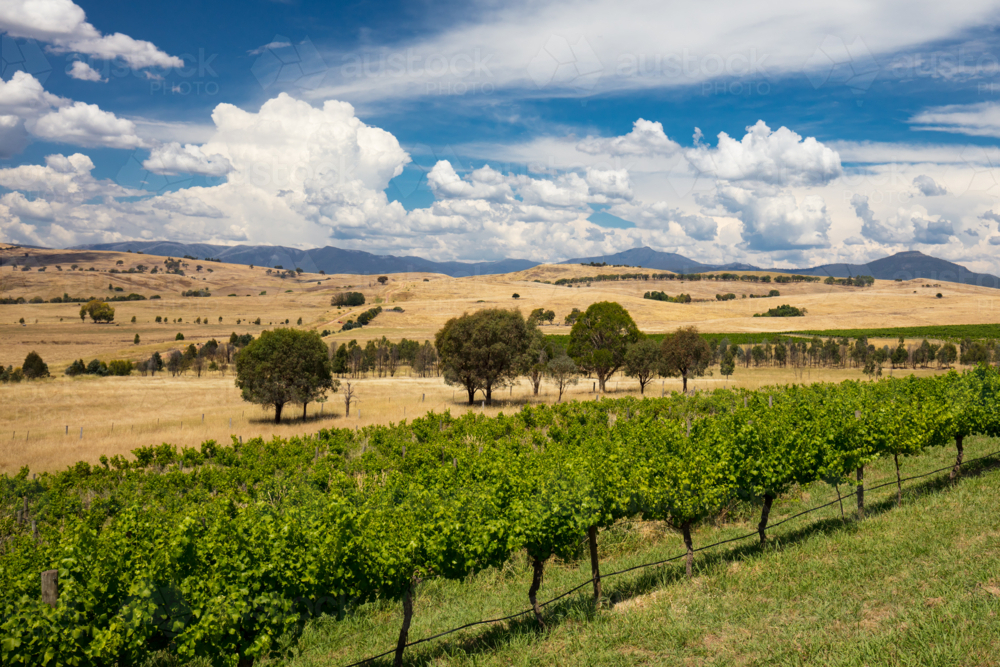 A view from near Delatite Winery of the Howqua Valley towards Mt Buller on a hot summer's day - Australian Stock Image