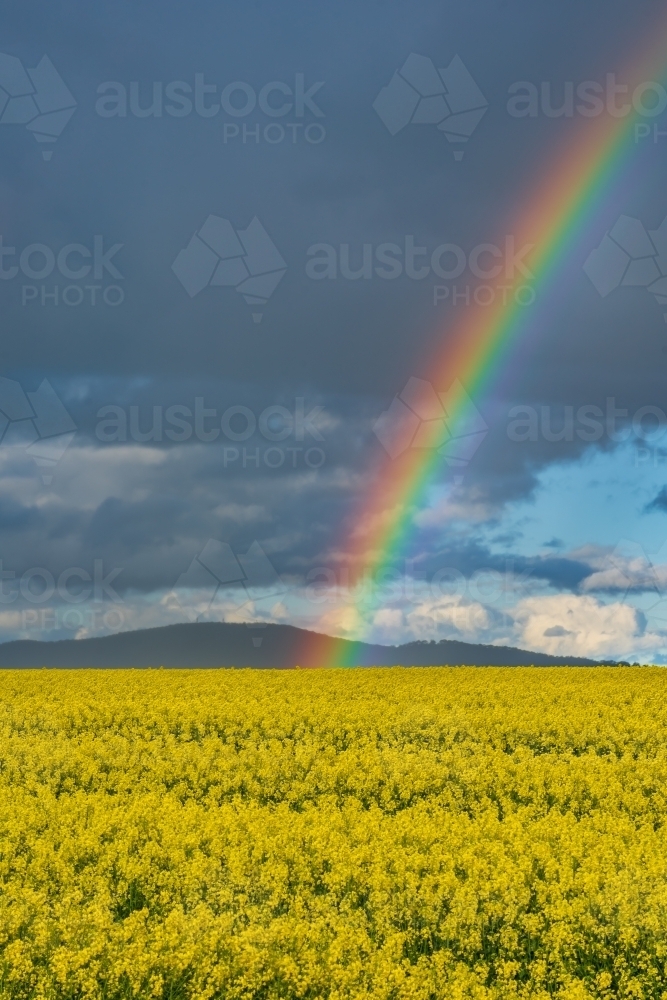 A vivid rainbow in front of a dark sky over a bright yellow canola crop - Australian Stock Image