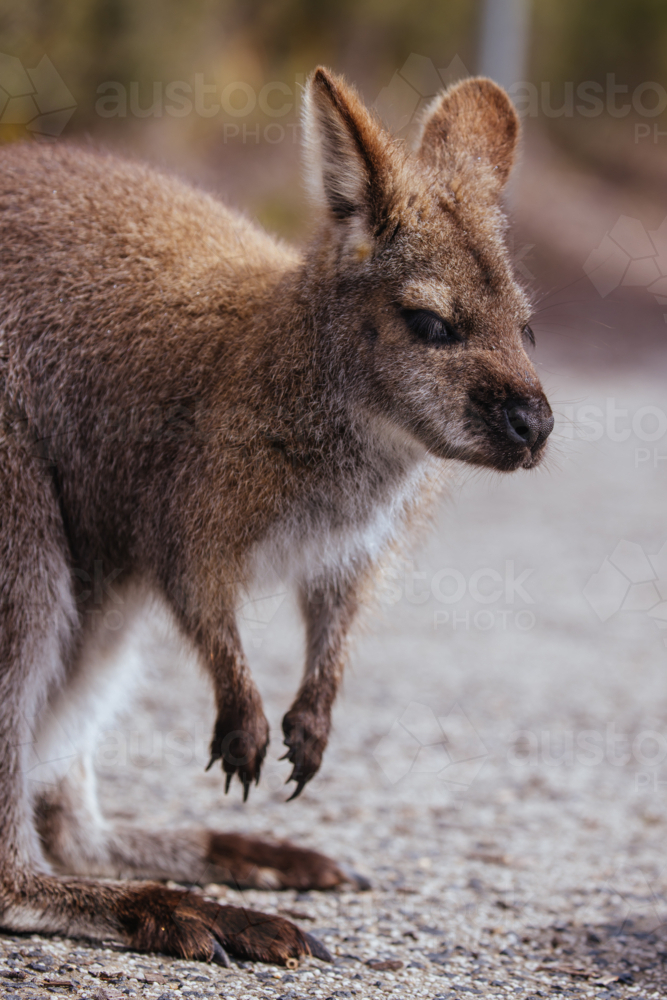 A Wallaby looks for food in Freycinet National Park, Tasmania, Australia - Australian Stock Image