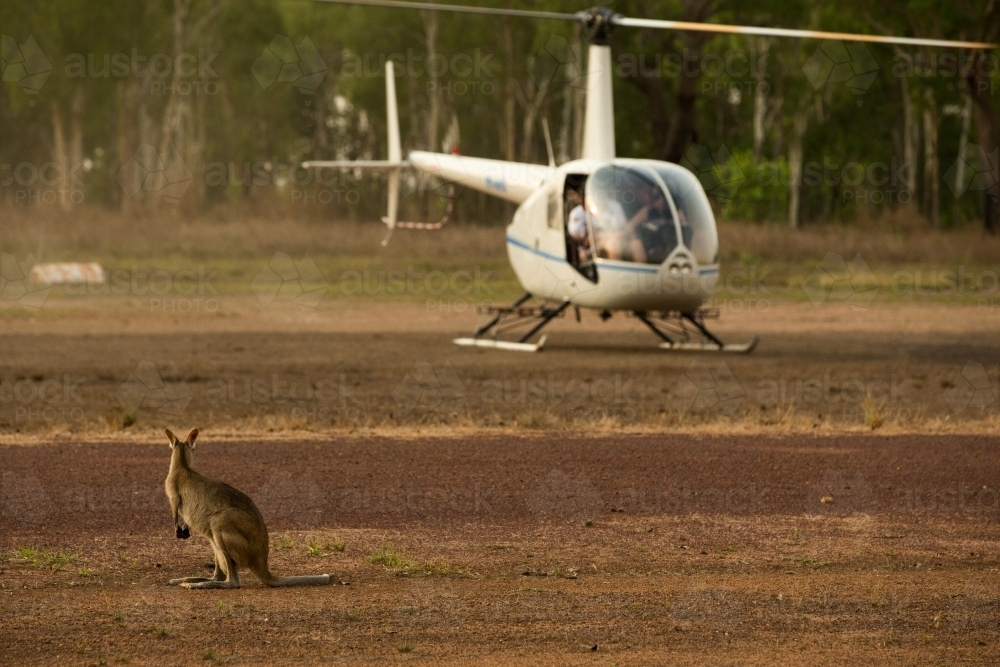 A wallaby standing on the ground looking at the helicopter. - Australian Stock Image