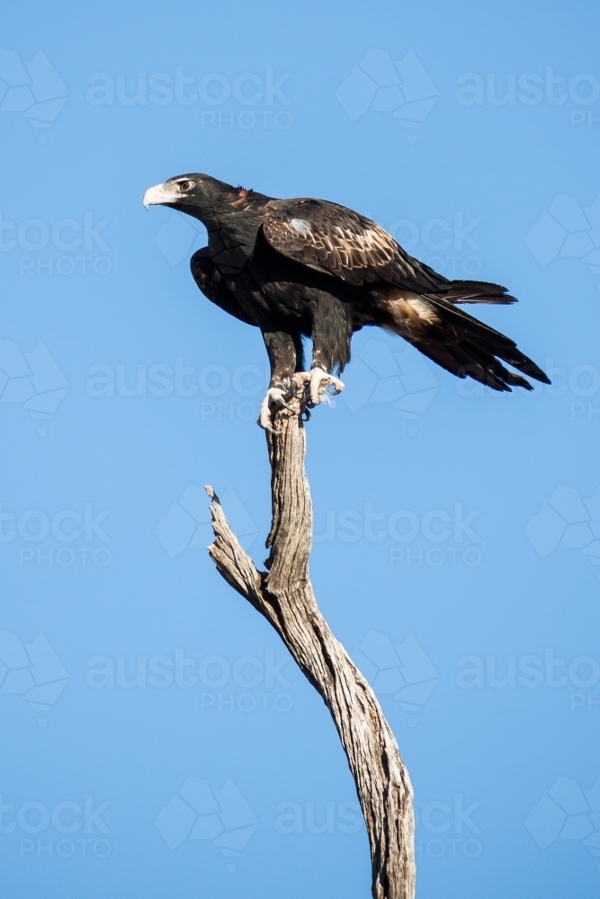 A wedgetail eagle perched high on a dead tree branch - Australian Stock Image