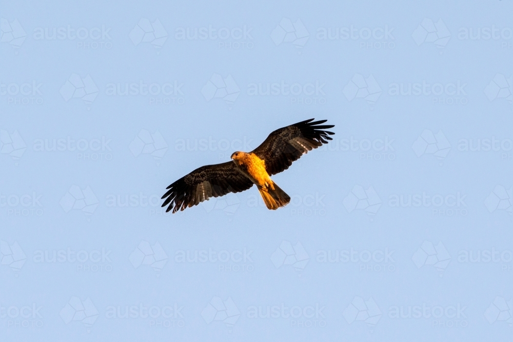 A Whistling kite in flight against a clear blue sky - Australian Stock Image