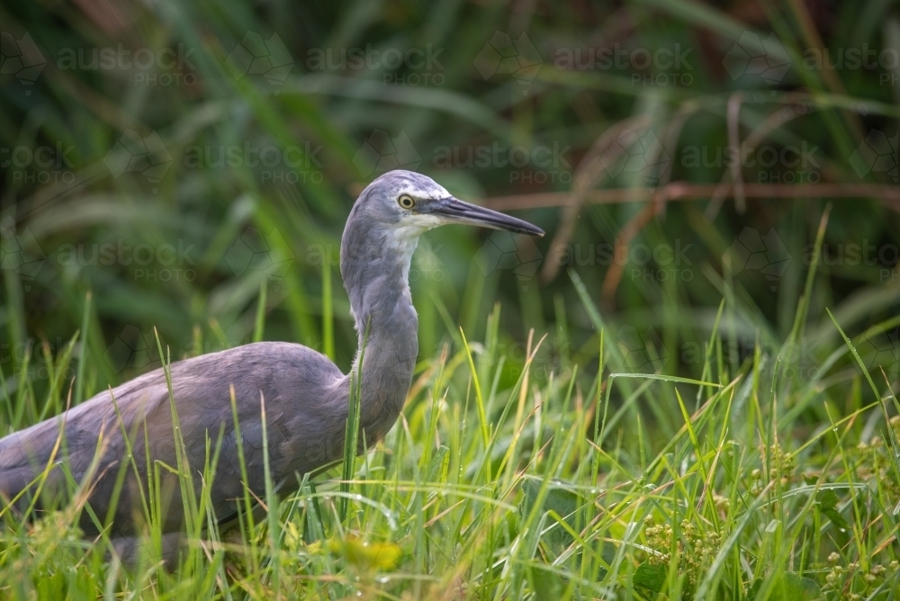 A White Faced Heron - Australian Stock Image