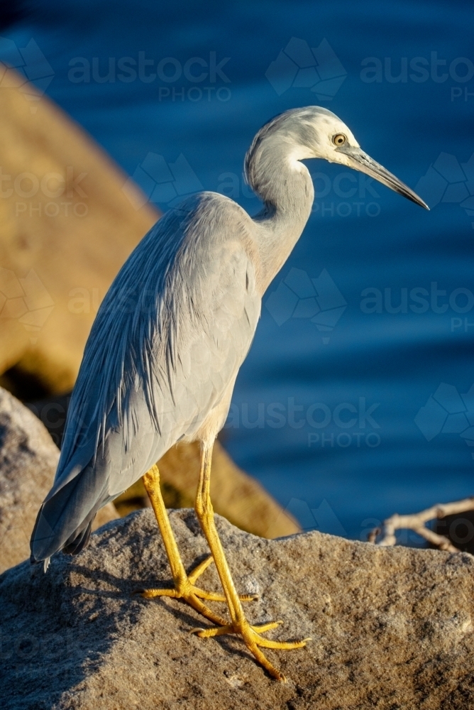 A White Faced Heron in portrait standing on rocks with water in the background - Australian Stock Image