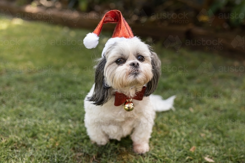 Lhasa apso hot sale red