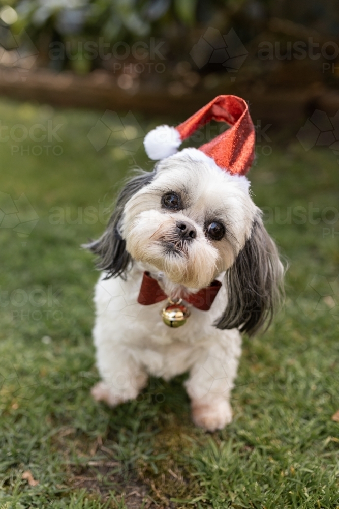 A white Lhasa apso dog with grey ears sitting outside wearing a Christmas Santa hat and a red collar - Australian Stock Image