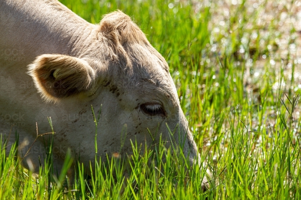 A white steer having a drink from a dam. - Australian Stock Image