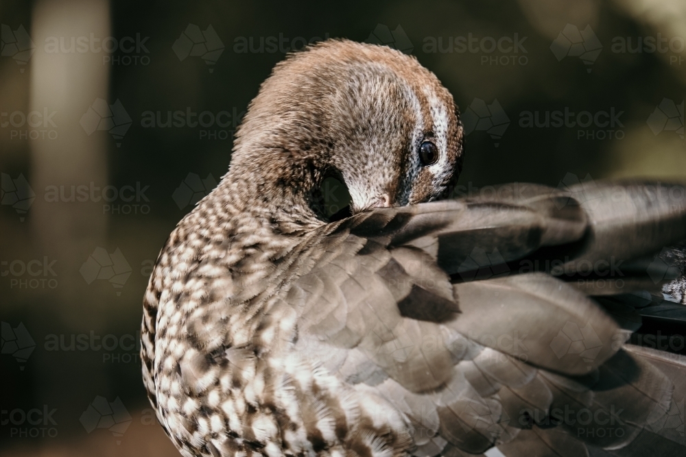 A wild duck preening. - Australian Stock Image