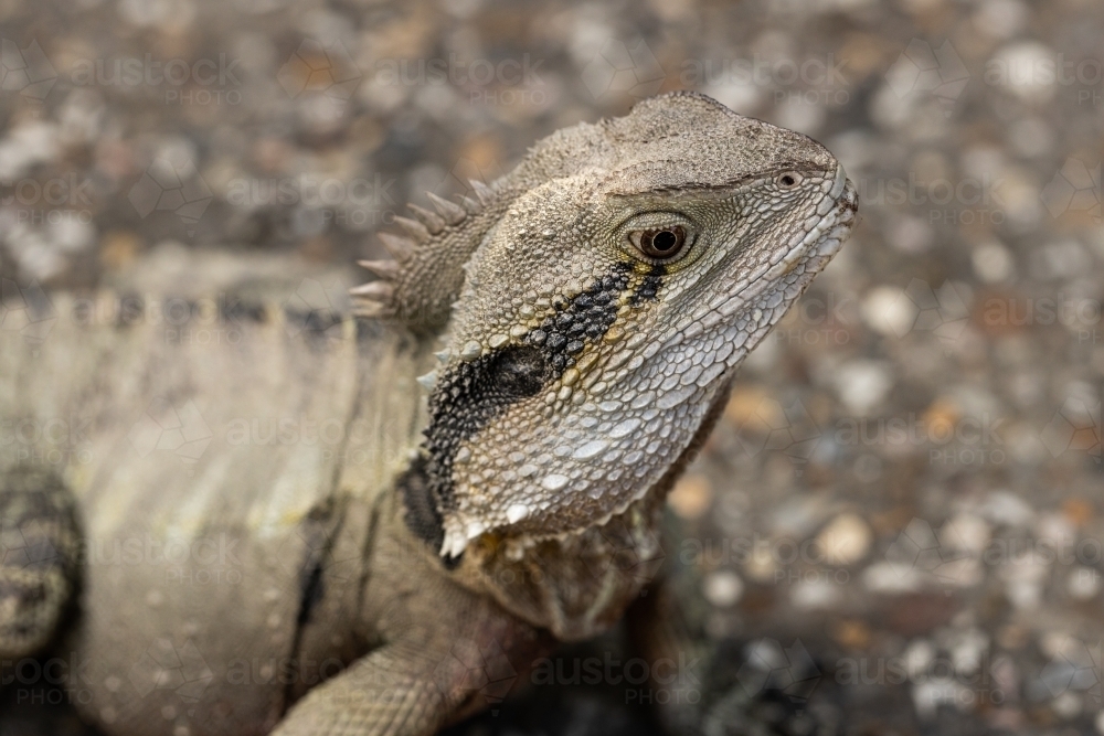 A wild Eastern australian water dragon (Intellagama lesueurii) - Australian Stock Image