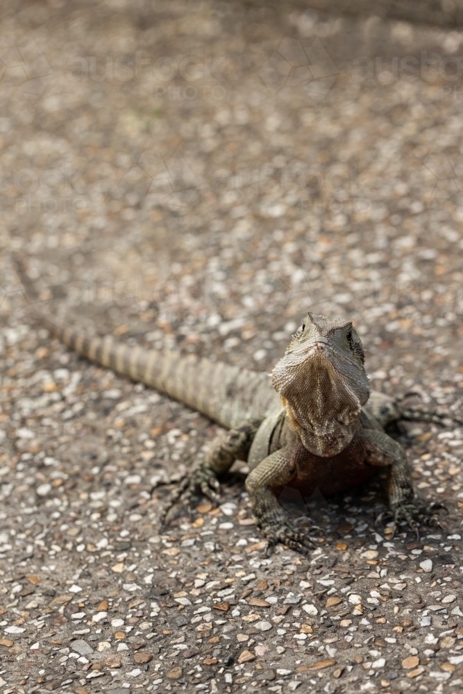 A wild Eastern australian water dragon (Intellagama lesueurii) - Australian Stock Image