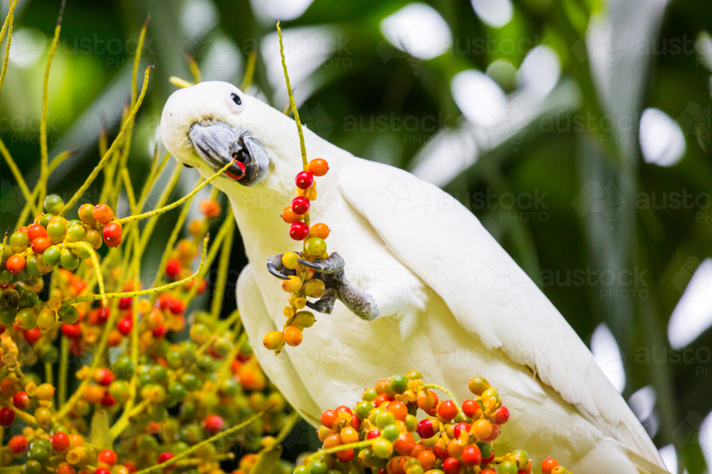 A wild yellow-crested cockatoo spotted eating on Fitzroy Island, Queensland, Australia - Australian Stock Image