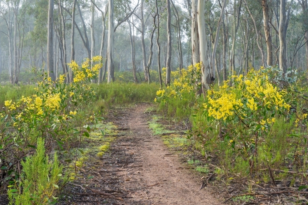 A winding dirt road disappearing between gum trees and wattle bushes on a foggy morning - Australian Stock Image