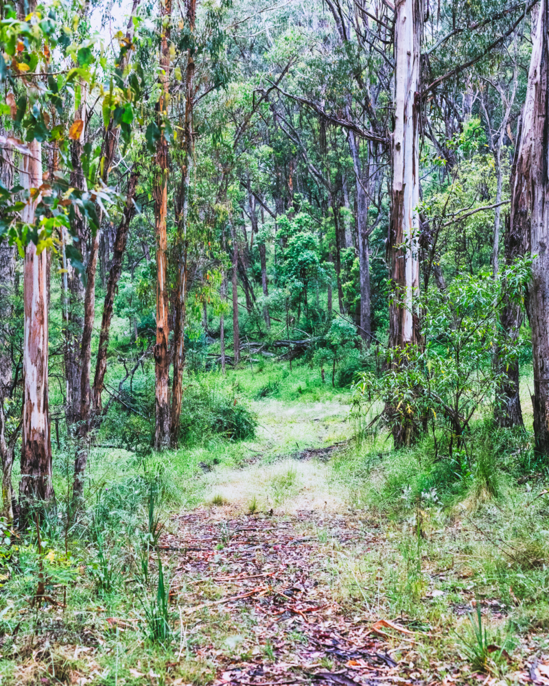 A winding path through a rainforest - Australian Stock Image