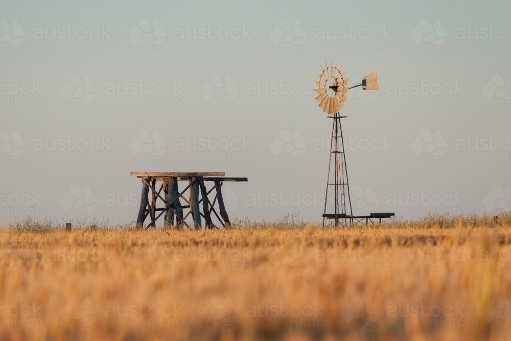 A windmill and wooden tank stand sit in a crop of wheat - Australian Stock Image