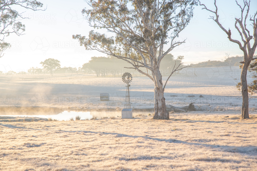 A winter's morning with golden light, a frosty field, a small windmill and a large gum tree - Australian Stock Image