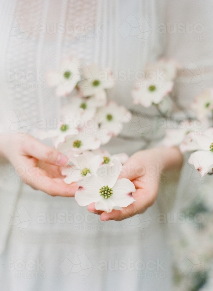 A woman holding a white dogwood flower - Australian Stock Image