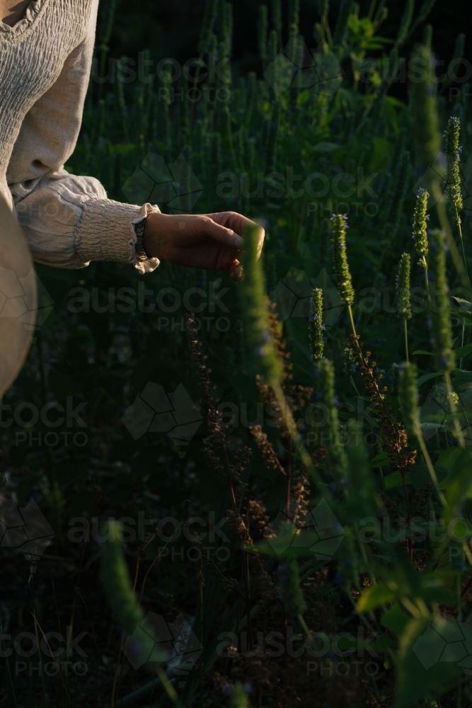 A woman in a white dress touching tall green plants in garden - Australian Stock Image