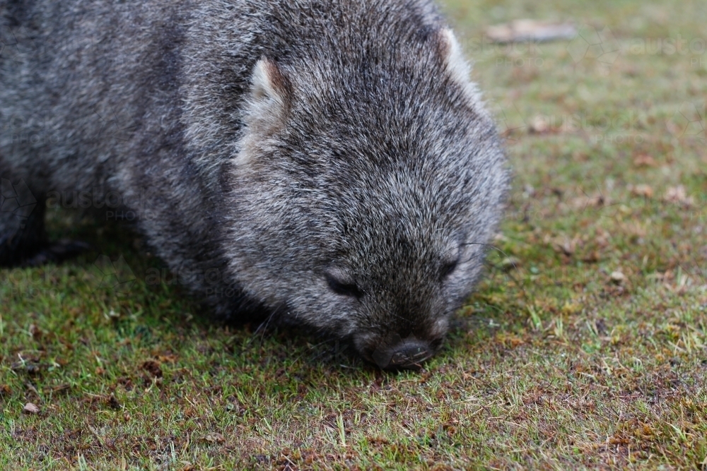 A wombat eats grass at the cradle mountain national park - Australian Stock Image