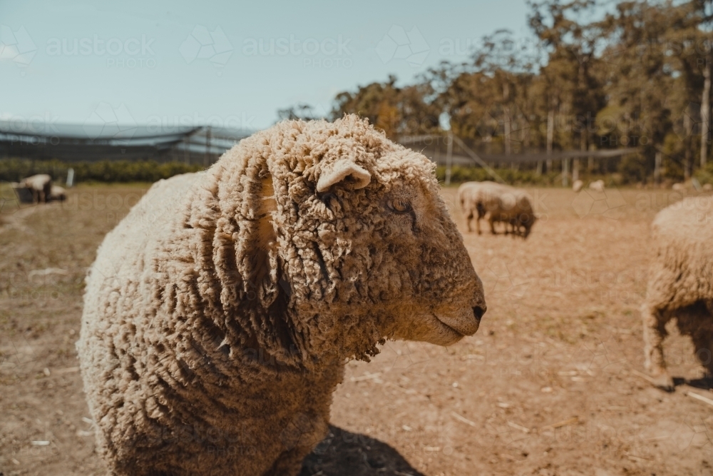 A wooly sheep outside standing in a field. - Australian Stock Image