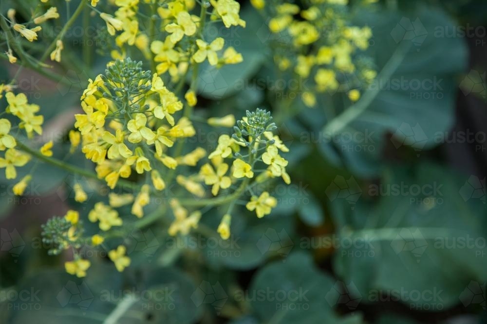 A yellow broccoli flower in the garden - Australian Stock Image